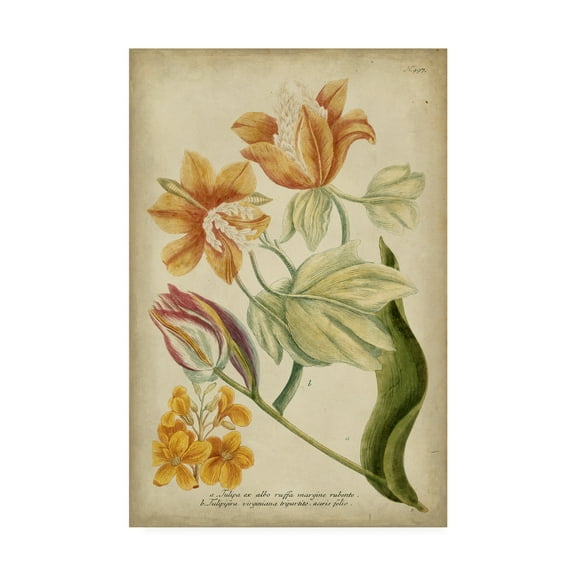 Trademark Fine Art 'Weinman Tropical Floral II' Canvas Art by Weinmann