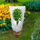thumbnail image 5 of Cubiertas De Plantas Tela de cubierta de protección de plantas de arbustos de árboles para plantas de invierno contra el frío L Ndcxsfigh Libre de BPA, 5 of 7