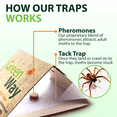 thumbnail image 5 of Spider & Silverfish Prebaited Trap - 1 Pack = 6 Traps by GreenWay, 5 of 7