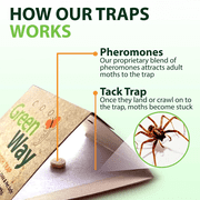 Spider & Silverfish Prebaited Trap - 1 Pack 6 Traps by GreenWay