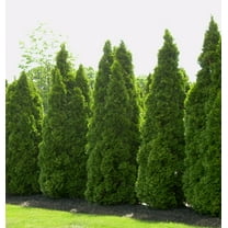 Emerald Green Arborvitae - 3 Gallon Evergreen Shrub