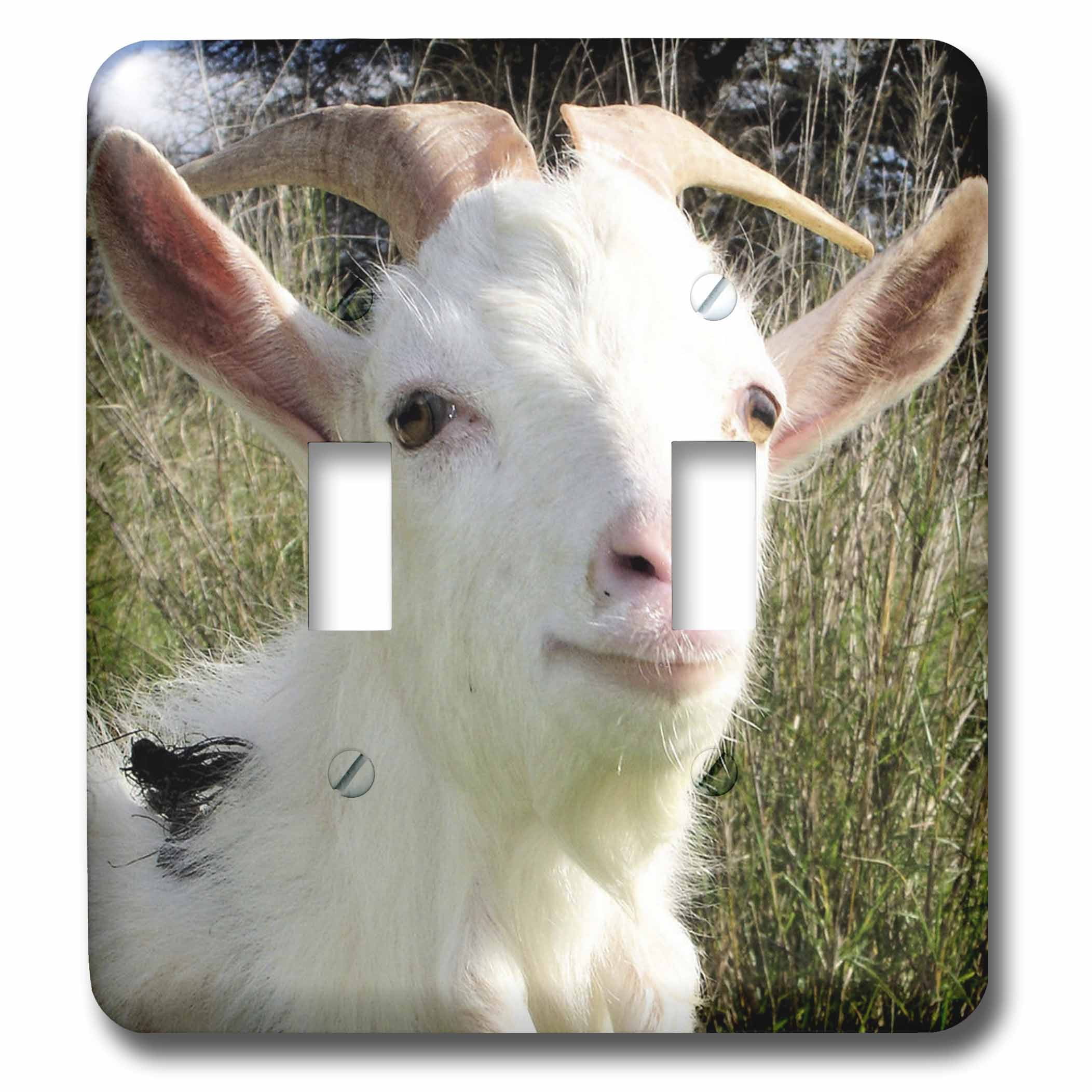 3drose-the-lonely-goat-animal-farmyard-goat-goats-herd-cute