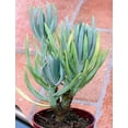 thumbnail image 3 of Blue Chalksticks Plant - Senecio serpens - 2.5" Pot, 3 of 3