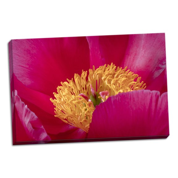 Gango Home Decor Contemporary Peony Blossom I by Kathy Mahan (Ready to Hang); One 24x16in Hand-Stretched Canvas