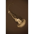 thumbnail image 2 of Erin Berzel 23x32 White Modern Wood Framed Wall Art Titled - Sea Nettle III, 2 of 5