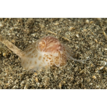 Brown and white gastropod crawling on the sandy bottom hunting for food Canvas Art - Mathieu MeurStocktrek Images (17 x 12)