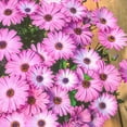 thumbnail image 3 of Drought Tolerant Osteospermum Lavender Shades Garden Flower Seeds - 20 Seeds, 3 of 3
