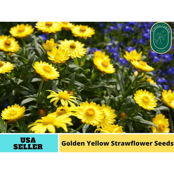 100 Seeds| Golden Yellow Strawflower seeds - Authentic Seeds - Perennial~ non GMO ~~Flower seeds ~ Asian Garden~ Herbs B5G1#k005