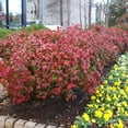 thumbnail image 4 of Nandina Firepower  2 Extra Large 3 Gallon Plants  Nandina Domestica 'Firepower'  Vibrant Foliage All Year  Easy to Grow, 4 of 6