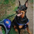 thumbnail image 4 of Retractable Dog Leash | Heavy Duty Pet Walking Leash with Anti-Slip Handle | One Button Brake, Pause & Lock - Suitable for Dogs & Cats, 4 of 38