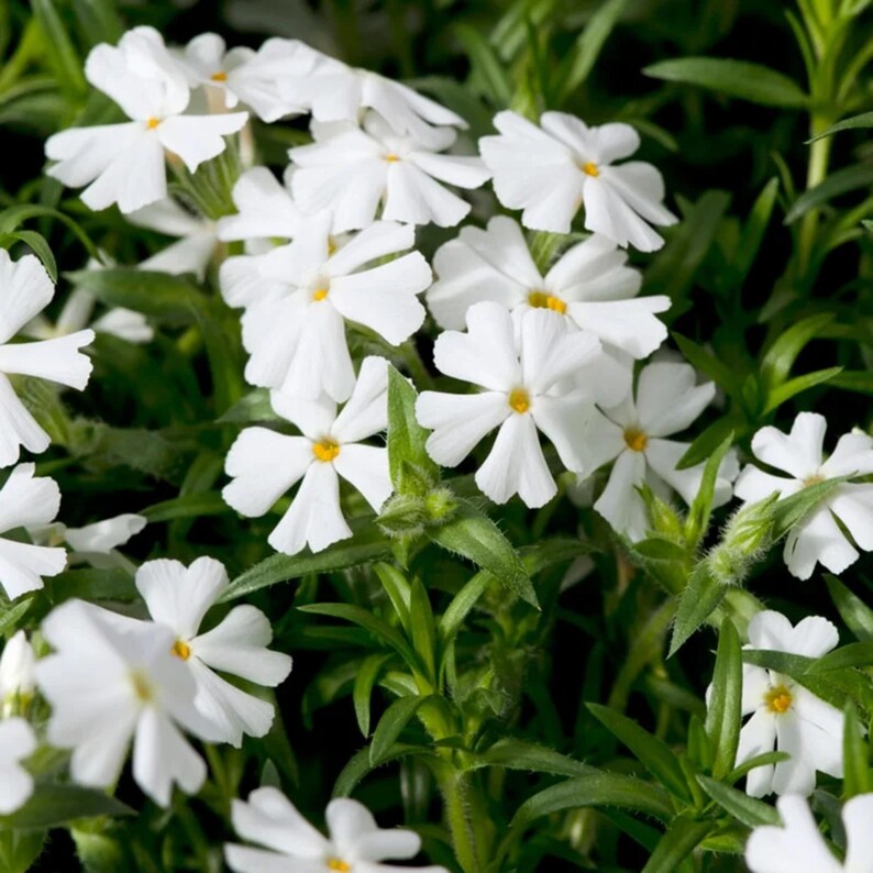 25 Snowflake Creeping Phlox Seeds - Cold and Drought,,, for Early Spring or Fall Planting