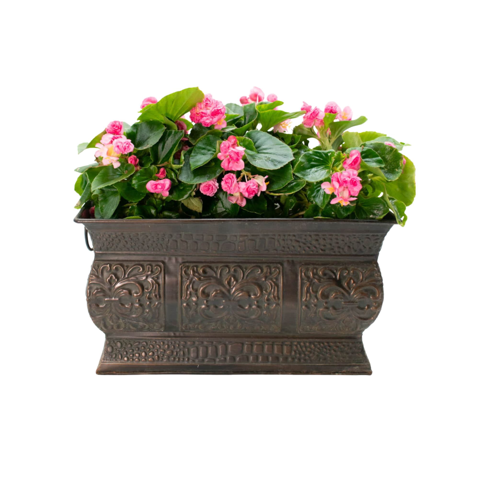 Proven Winners 4" Double Up Pink Begonia Live Plant in 4.25" Pot (4 Count)