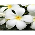thumbnail image 5 of Frangipani Live Plumeria Plant Cutting White Hawaiian  8"- 12" Long. Full Sun, 5 of 5