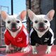 thumbnail image 3 of Baseball Dog Jacket Winter Dog Clothes for Small Medium Dogs Puppy Pet Vest French Bulldog Sweatshirt Chihuahua Costume Pug Coat ShopWise Round, 3 of 9