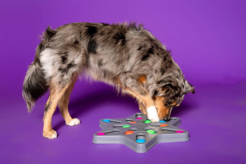 Multipet Pup Puzzle Jumbo, Dog Treat Star Toy