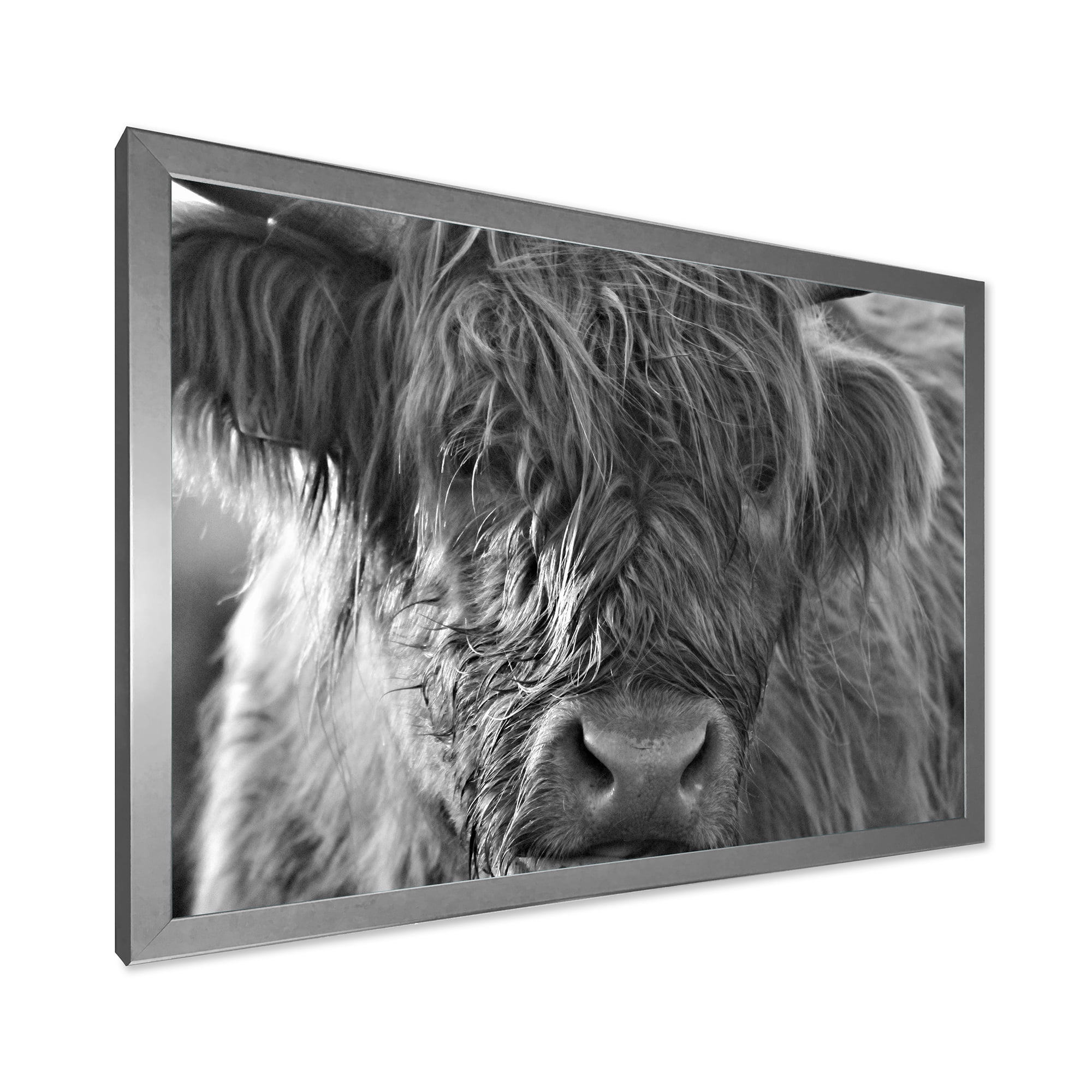 Designart 'Close Up Scottish Highland Cows Living On Moorland' Farmhouse Framed Art Print