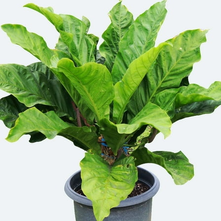 Birds Nest Anthurium-Anthurium x hookeri-Lush Green Foliage  10" Pot