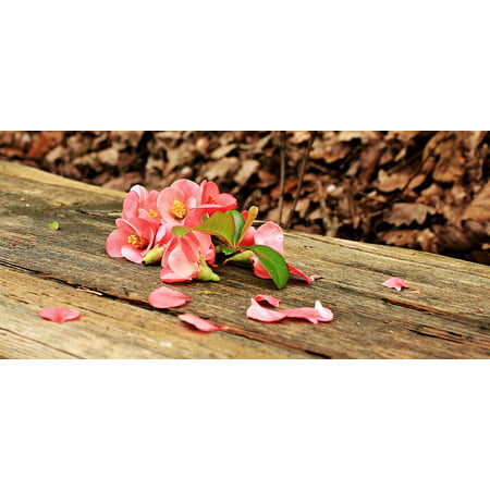 LAMINATED POSTER Bloom Flower Blossom Nature Red Wood Bank Leaves Poster Print 11 x
