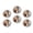 C2060, variant on Glass Refrigerator Magnet 6Pcs Magnetic Fridge Sticker,Decor for Kitchen,Whiteboard,Cabinet,Mosaic Style Rooster In Garden Like Setting