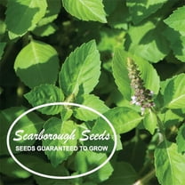 Scarborough Seeds Thai Holy Basil Kapoor Tulsi 400 Seeds Organic Herb