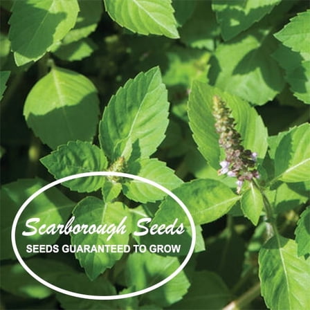 Scarborough Seeds Thai Holy Basil Kapoor Tulsi 400 Seeds Organic Herb