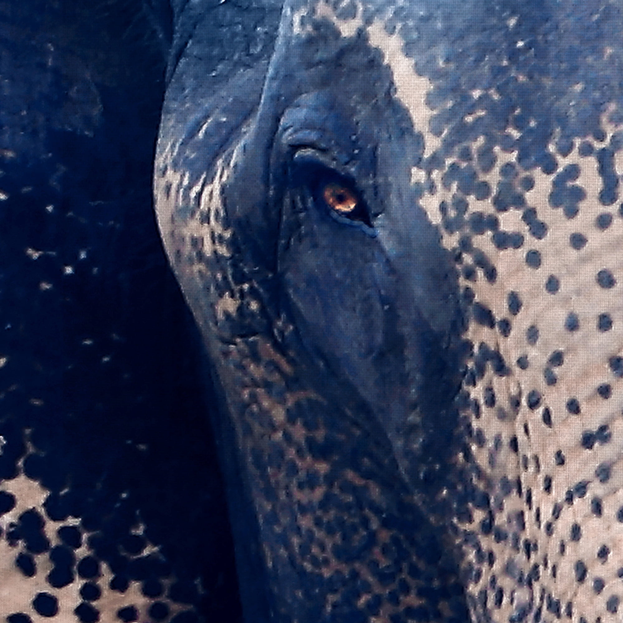 Masterpiece Art Gallery Titan The Elephant By Belle Maison Canvas Art Print 30" x 40"