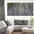 thumbnail image 1 of Thick Bamboo Trunks in Japan, 1 of 1