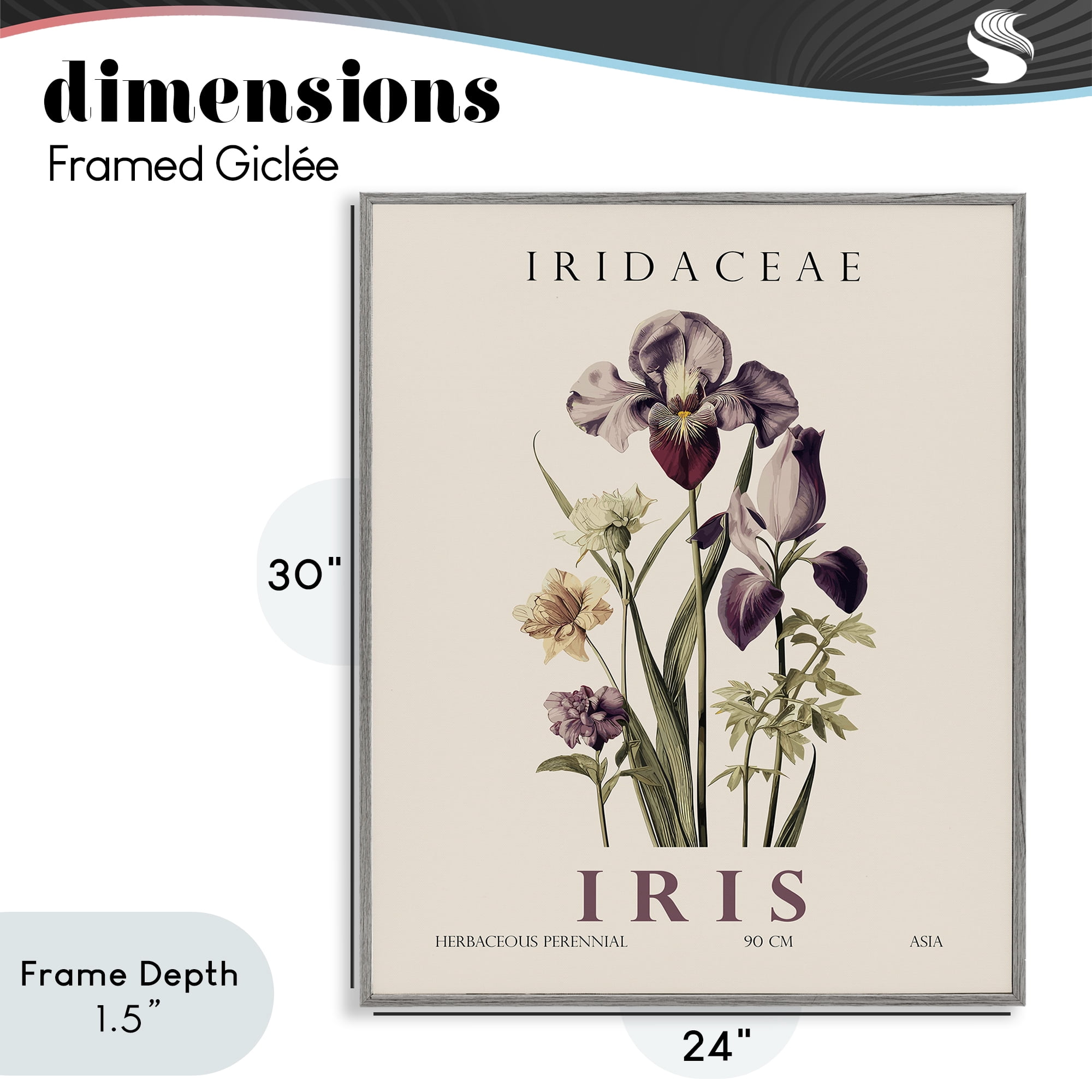 Stupell Industries Natural Iris Bundle Gray Framed Giclee Art, design by Christopher Giampietro