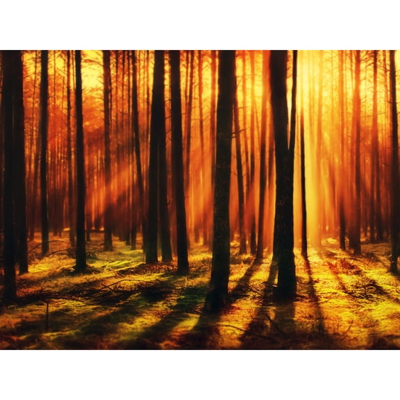 Forest Sunset Nature Photograph Extra Large XL Wall Art Poster Print