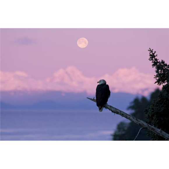 Design Pics DPI2160067 A Bald Eagle Perched On A Branch with The Moon Set At Sunrise in The Background Tongass Forest Alaska Composite Poster Print, 18 x 12