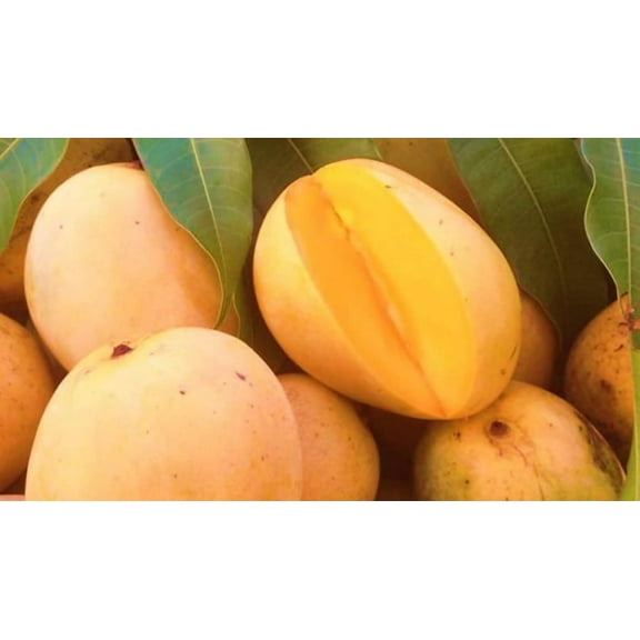 Duncan Mango TREE GRAFTED (2-4 Feet Tall). Ship to all states