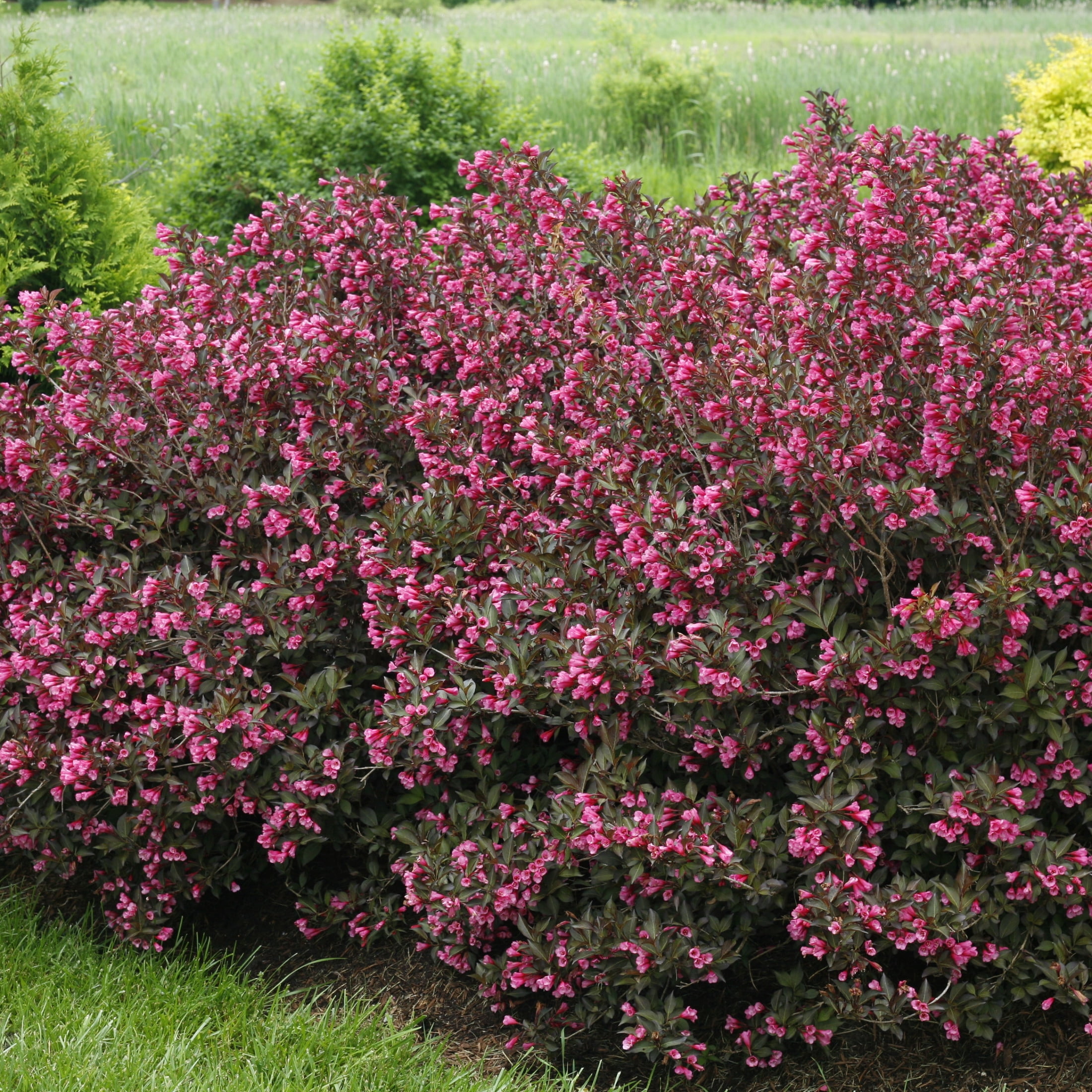 Proven Winners ColorChoice 5" Pink Wine & Roses Weigela Live Plant in 4.5" Pot (4 Count)