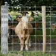 thumbnail image 2 of Memoryfield 4ft x 328ft Galvanized Livestock Fence, Wire Cattle Farm Fence for Cattle, Goat Yard, 2 of 8