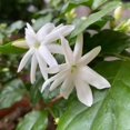 thumbnail image 5 of Belle of India Jasmine Plant for Small Gardens, Live Jasmine Belle of India Jasmine Plant 4-8 Inches Tall, 5 of 5