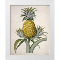 Hooker, William 26x32 White Modern Wood Framed Museum Art Print Titled - Black Jamaican Pineapple