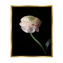 Stupell Industries Ranunculus on Black Botanical & Floral Photography Gold Floater Framed Art Print Wall Art, 17 x 21