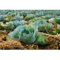 thumbnail image 2 of Chinese Michihili Cabbage Seeds/Biennial/Full Sun/ 36K Seeds 1/4lb/ Zellajake Farm and Garden - B114, 2 of 5