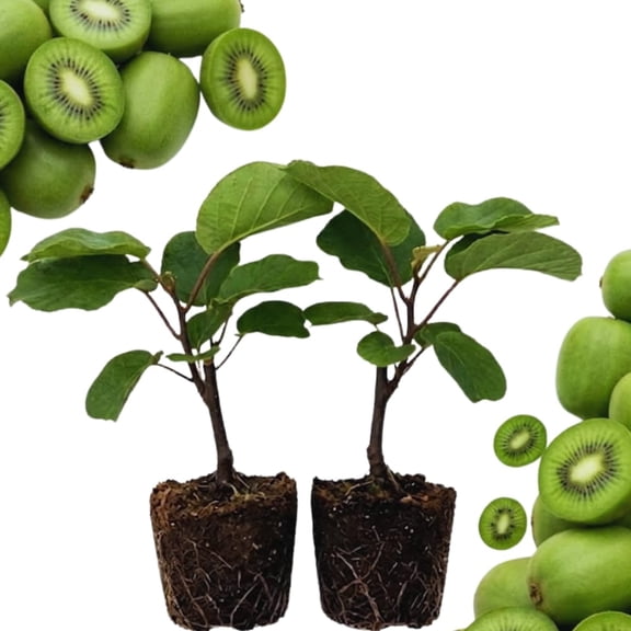 2 Hardy Kiwi Berry Live Plants, Fruit Vine Plant, 4-6 Inch Tall