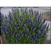 3 Sun Veronica ROYAL CANDLES blue flowers perennial 3.5" pots- Deer Resistant!! Attracts butterflies, hummingbirds