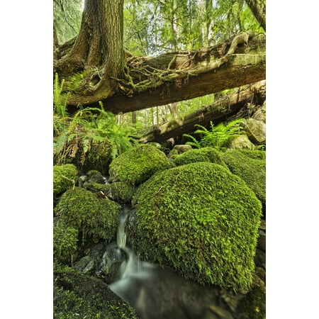 Rainforest in Avatar Grove near Tofino British Columbia Canada Canvas Art - Robert Postma  Design Pics (24 x