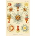 thumbnail image 2 of Haeckel, Ernst 23x32 Black Ornate Wood Framed with Double Matting Museum Art Print Titled - Haeckel Nature Illustrations: Siphoneae Hydrozoa, 2 of 4