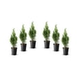 thumbnail image 1 of 1 Gallon (3.8L) Hedging Cedar 6 Pack, 1 of 3