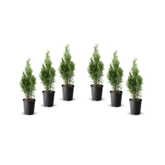 1 Gallon (3.8L) Hedging Cedar 6 Pack