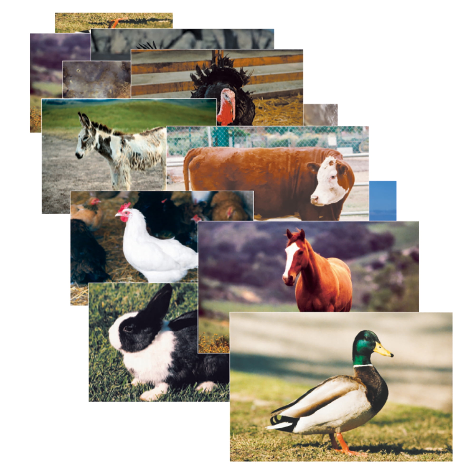 Stages Learning Materials Farm Animal Real Life Learning Poster Set, Set of  10 