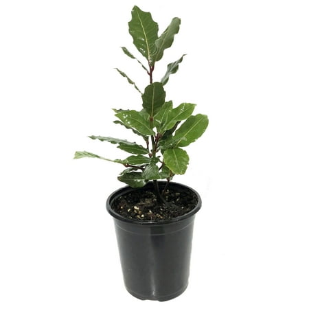 Garden Laurel - Ohio Grown Sweet Bay Laurel Herb - Laurus nobilis- 4.5
