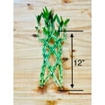 thumbnail image 5 of Live Lucky Bamboo Braided 12&rdquo; Tall, 5 of 6