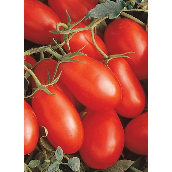 Roma Tomato Plant - 4" Pot - Excellent Flavor