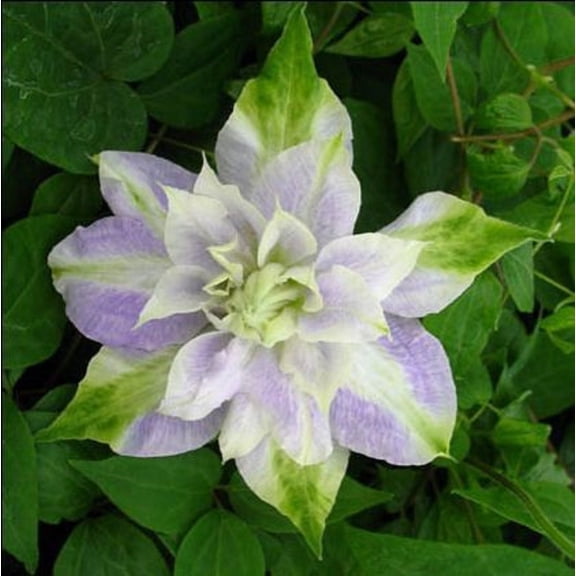 25 Double Purple & Green Clematis Seeds – Climbing Perennial Vine Flower – Trellis Pergola Garden Plant