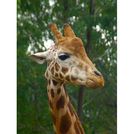 - Canvas Print Male Africa Wildlife African Giraffe Animal Head Stretched Canvas 10 x 14