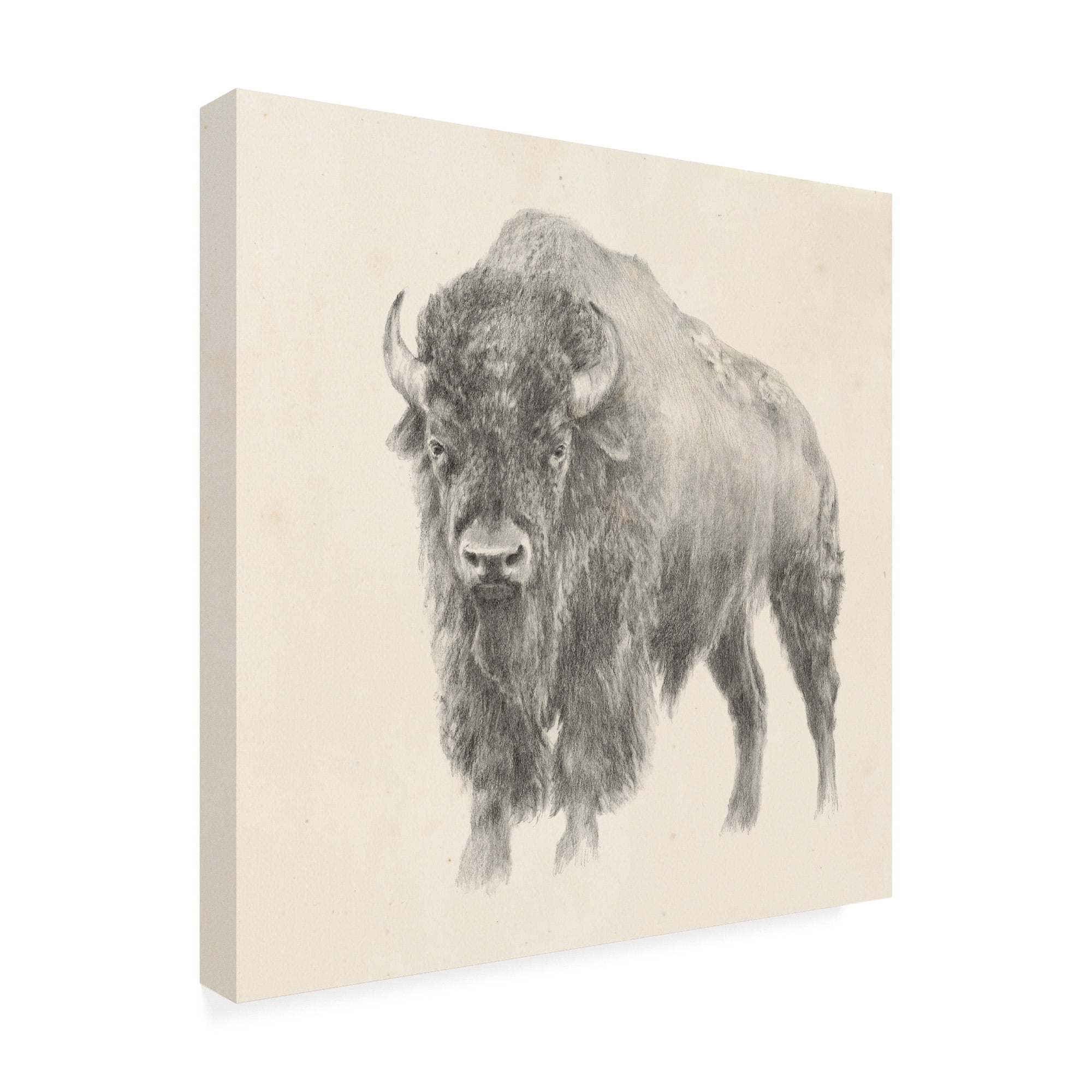 Trademark Fine Art 'Western Bison Study' Canvas Art by Ethan Harper